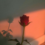 ValentineRoses