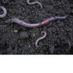 the bacon worm sally group