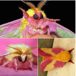 Moth fan club B)