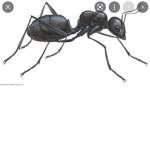 Happy ants