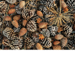 The True Pinecones