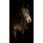 ~The horse pals~