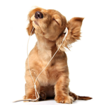 DOGGYS ARE THE BEST ANIMAL IN THE WORLD!!!!!