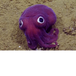 Octopus fans!