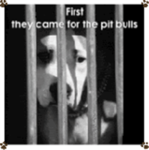 pit bull lovers