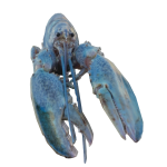 Blue Lobster Backpack