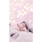 My Gorgeous Rats <3
