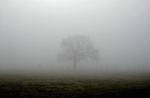the fog cult