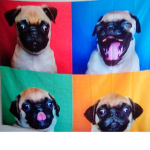 U love Pugs!!