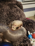 The Ferret Factory