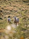 Mountain Ridge Stables