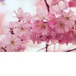 The Blossom Orphanage