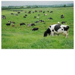 le cow mafia