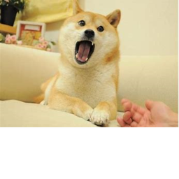 DOGE  TONK CASTLE