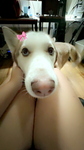 silly goose :3
