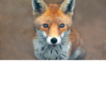 Fox_gang :D