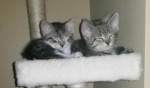The Nelly and Penelope group