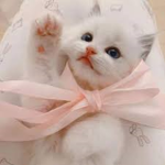 Sweetling Kittens