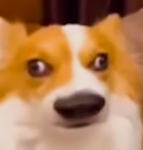 CoNfUzEd DoG FaRtS aLoT