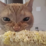 peepoopepeopepoeop
