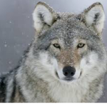 Wolf’s :p