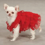 The Dog In The Dress