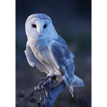 Owlies :>