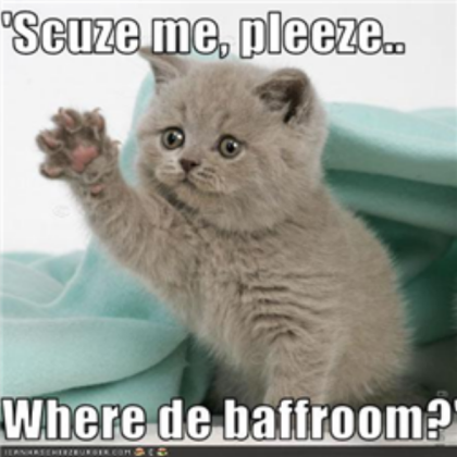 funny-pictures-polite-kitten-has-to-go-to-the-bath Roblox decal