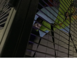 money for poor rats