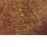 Dog bone
