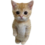 котята kiviwx<3