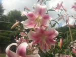 •sarah’s blossom tree!•