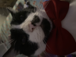 Nomadismycat