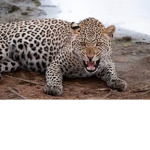 The Leopards