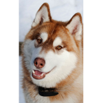Husky Gang dog and cat allowed