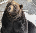 bear group..