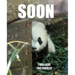 Panda warfare