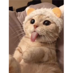 Cat 0_0