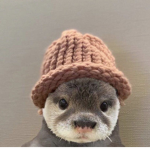 Otters for life88