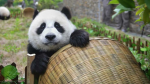 Panda family's