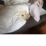 My doggy in blanket