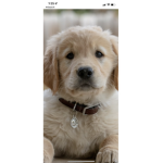 Puppy are alive!