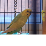 BUDGIES FAN CLUB