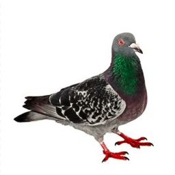 pigeon obby