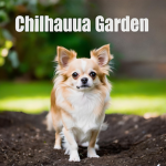 Chihuahua Garden