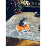 Only cat levels