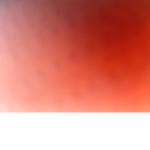 Safari_Rose