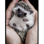 Hedgehogs XD