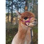Alpacaiscute