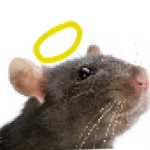 The church of rat god
